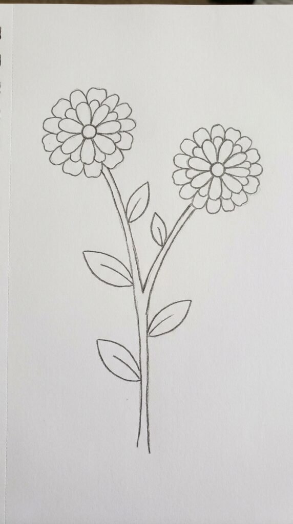 Two Zinnias on One Branch Drawing