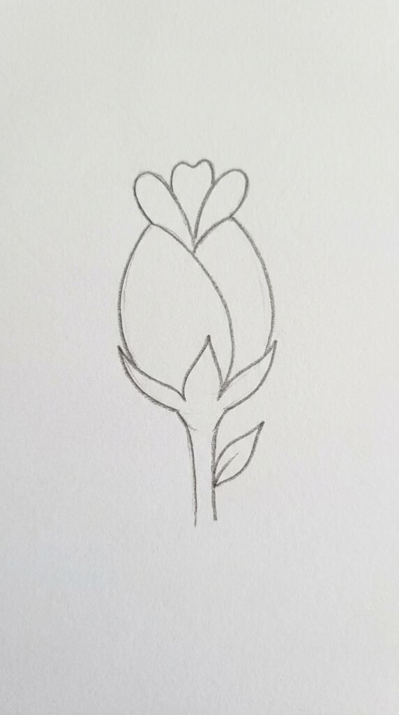 Zinnia Bud Drawing