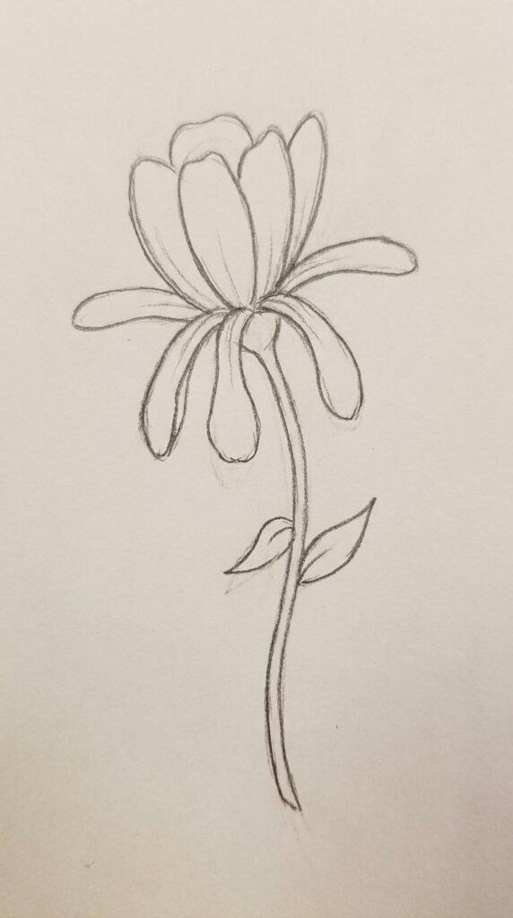 Zinnia With Drooping Petals Drawing