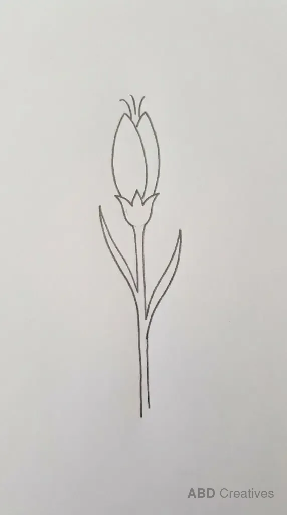 Carnation Bud