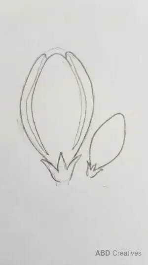 Freesia Flower Bud