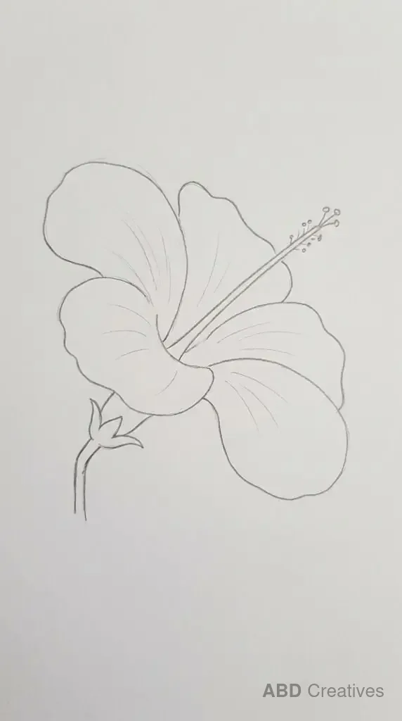 Hibiscus Side View with Long Stamen