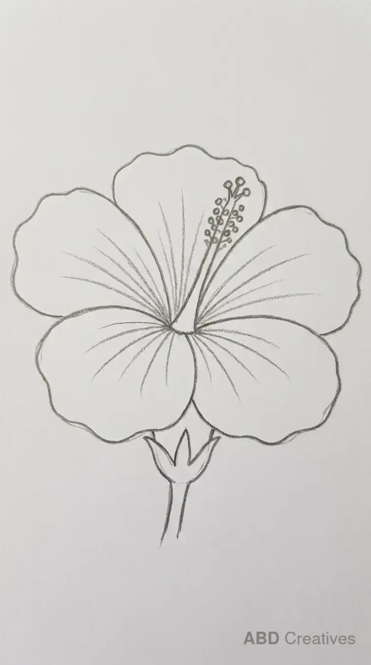 Hibiscus Flower Close Up