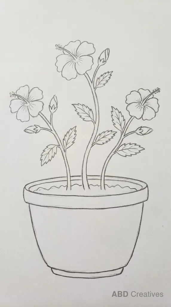 Hibiscus Plant in a Pot