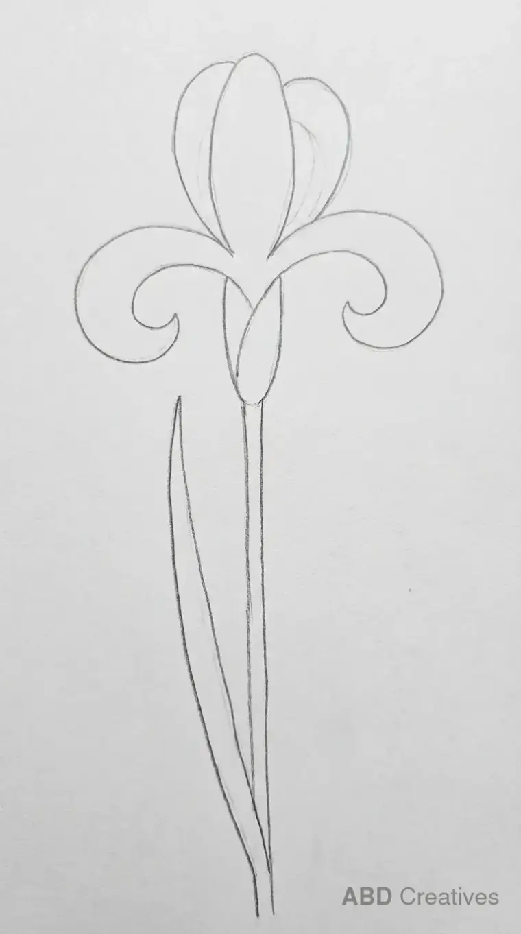 Classic Iris on a Single Stem