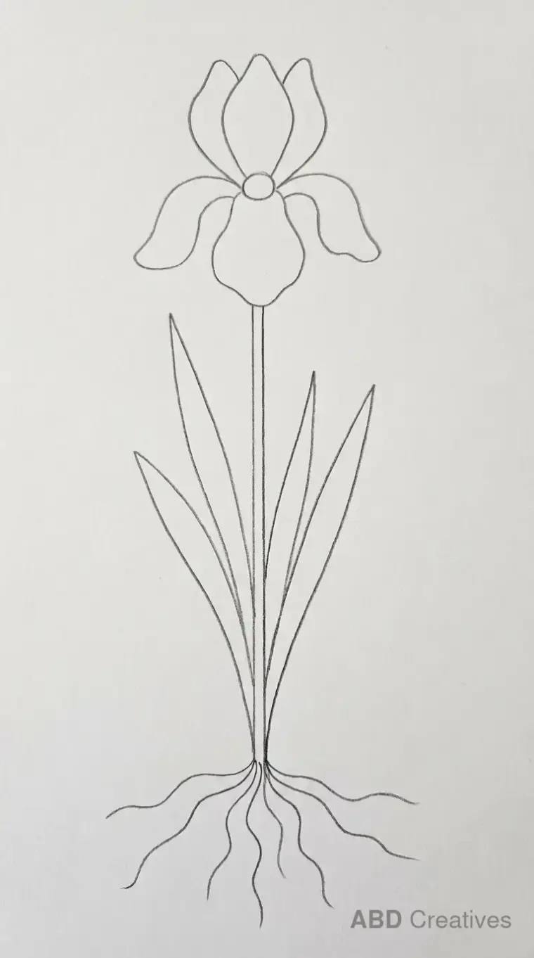 Iris Plant with Roots