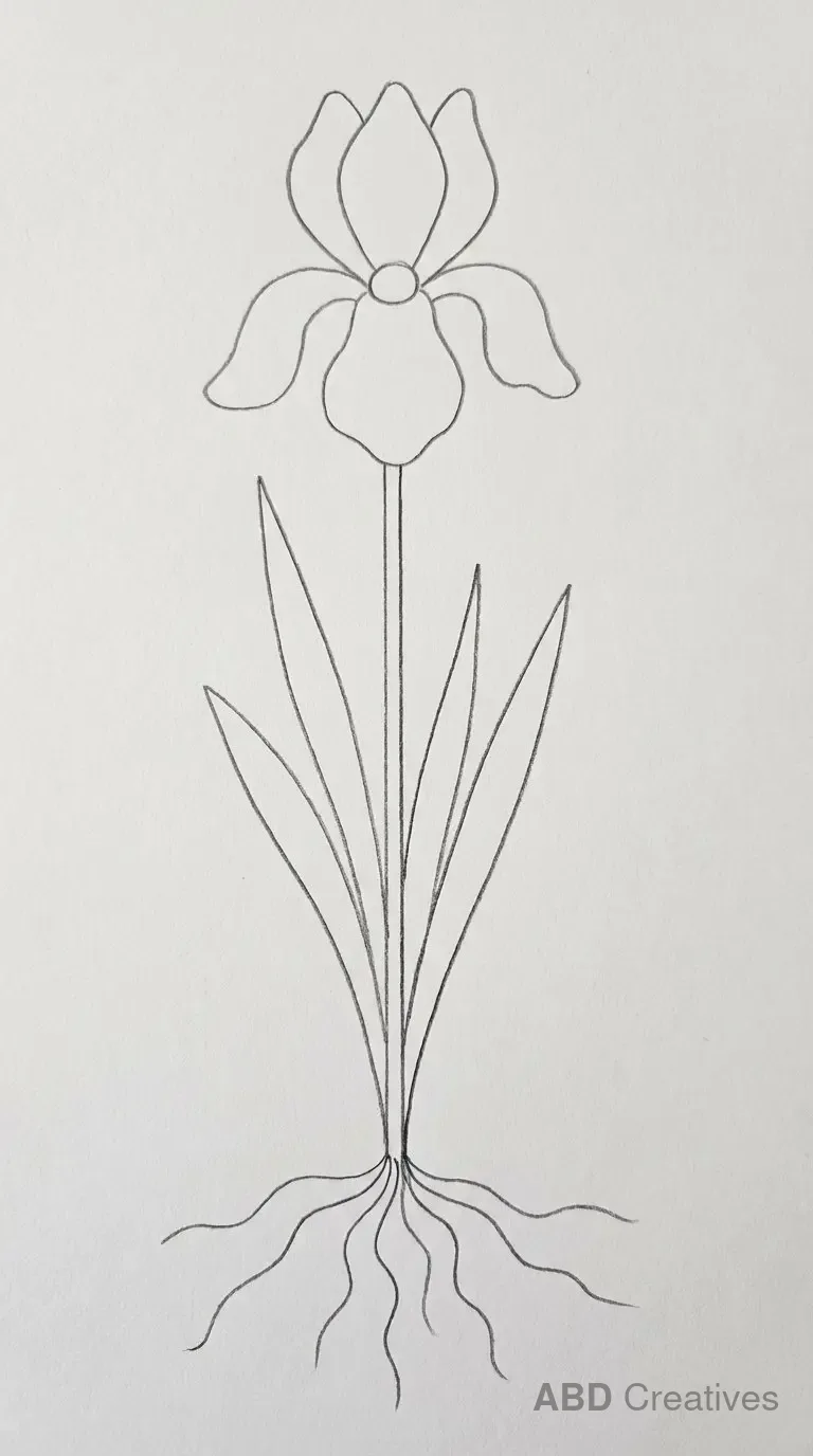 Iris Plant with Roots