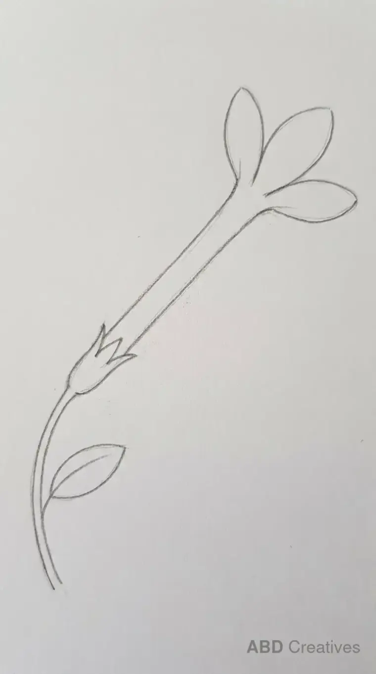Opening Jasmine Bud on a Stem