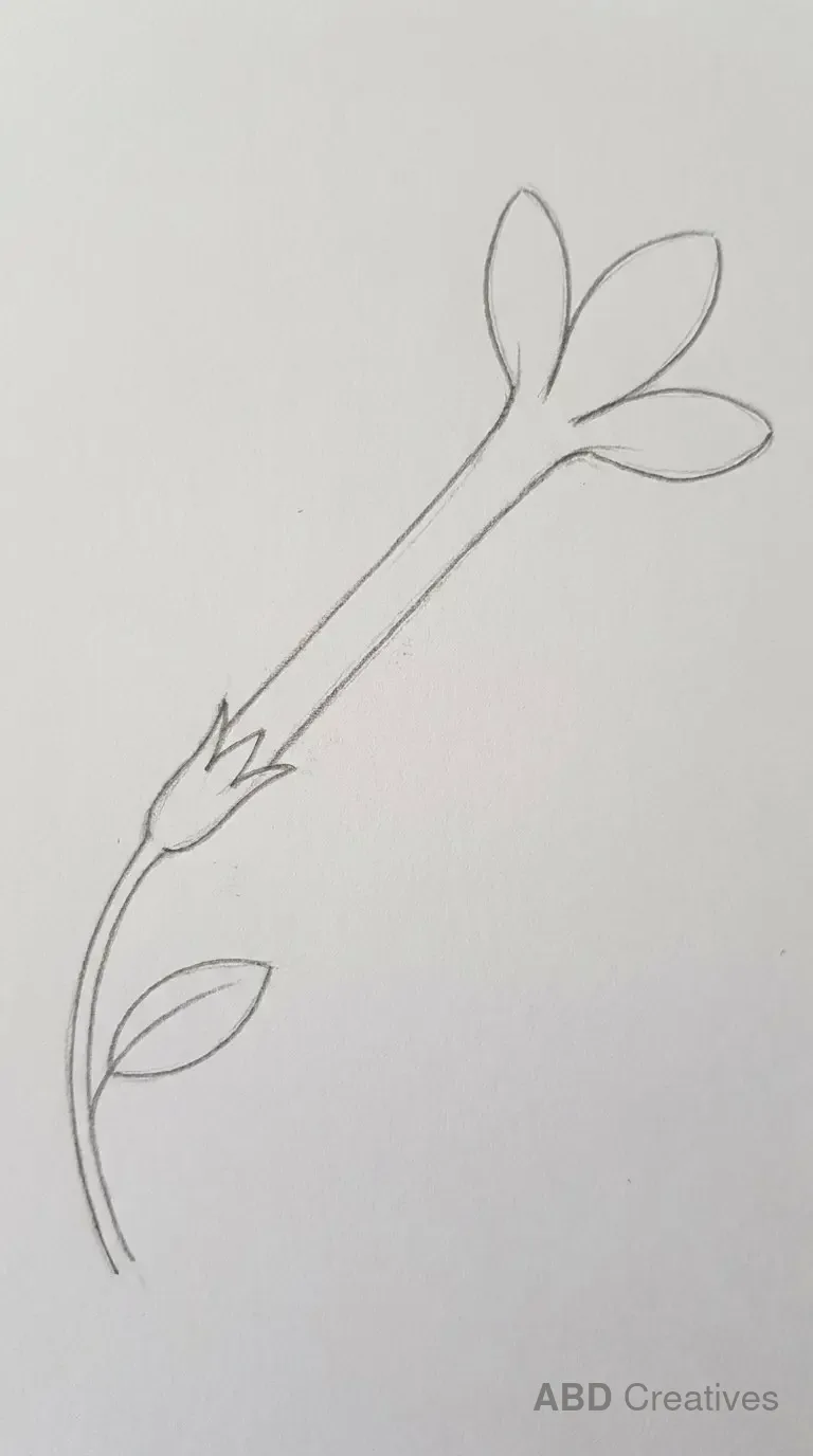 Opening Jasmine Bud on a Stem