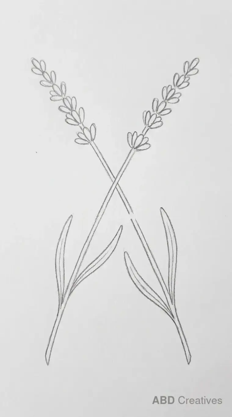 Two Crossed Lavender Stems