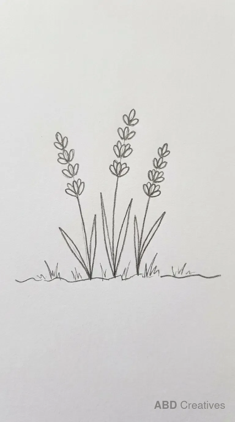 Lavender Growing in the Ground