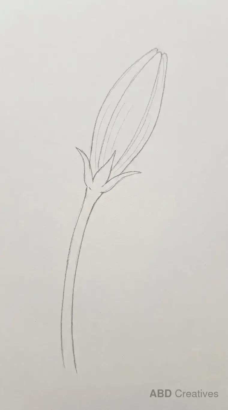 Single Lily Bud