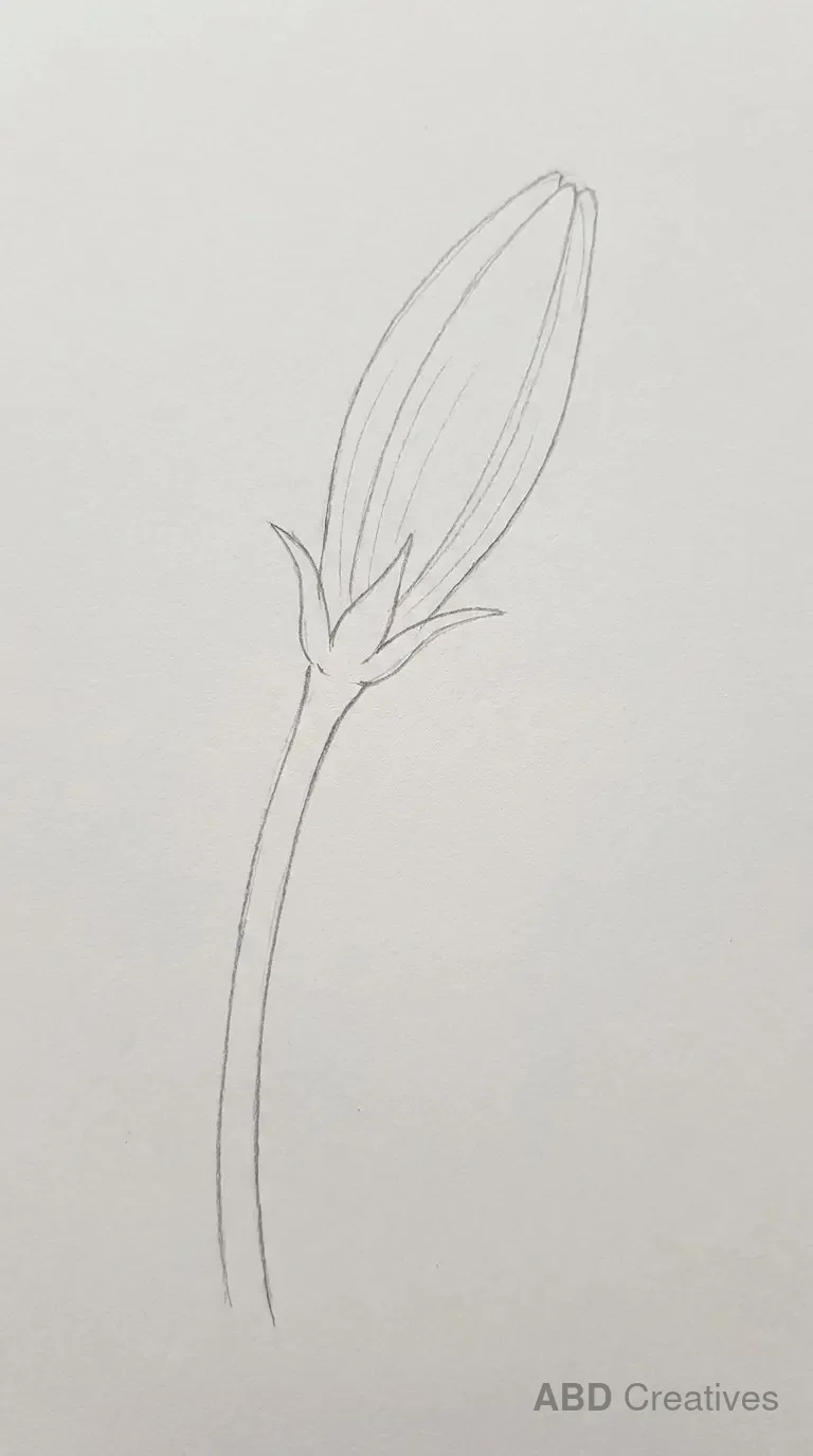 Single Lily Bud