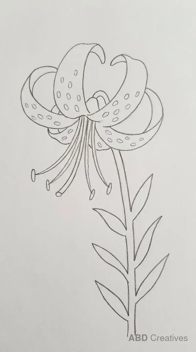 Tiger Lily with Spotted Petals