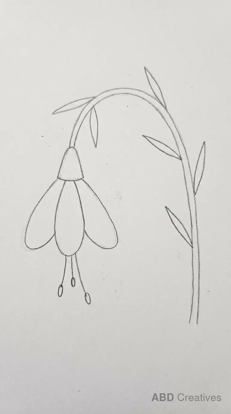Drooping Bell Lily