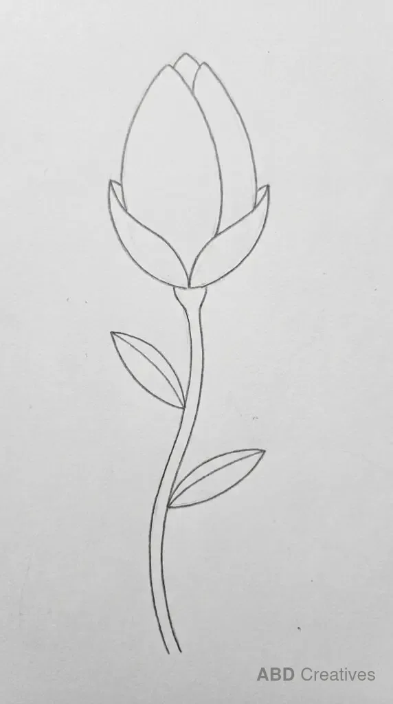 Closed Lotus Bud on a Stem