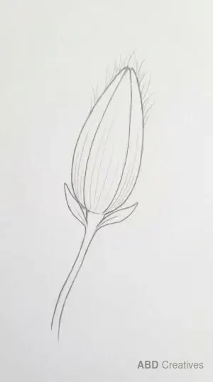Magnolia Flower Bud