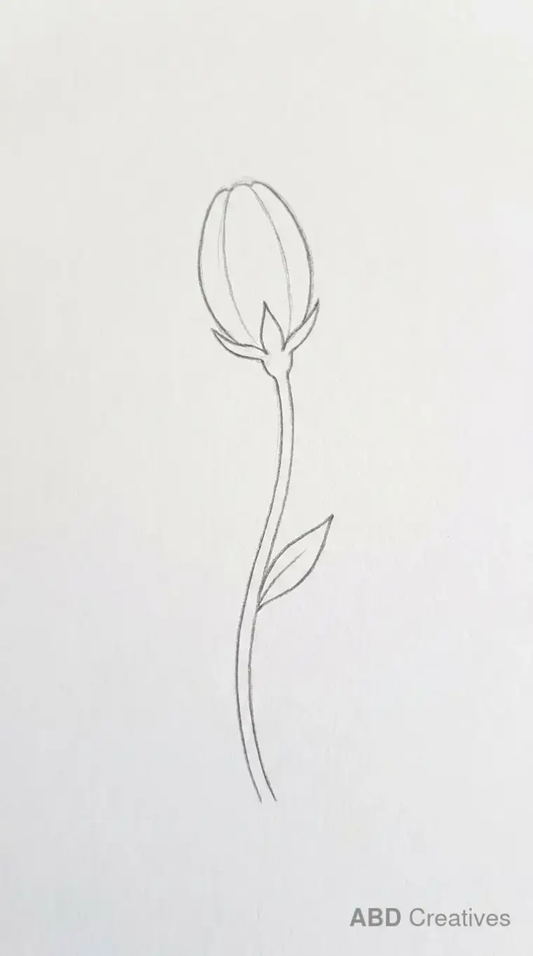 Poppy Flower Bud