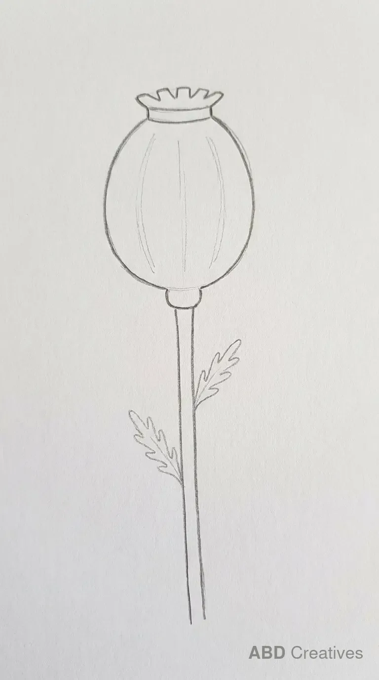 Poppy with a Seed Pod