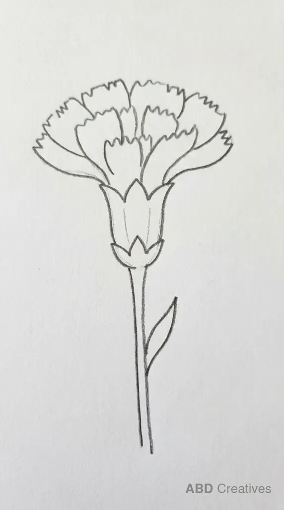 Side View Carnation Sketch