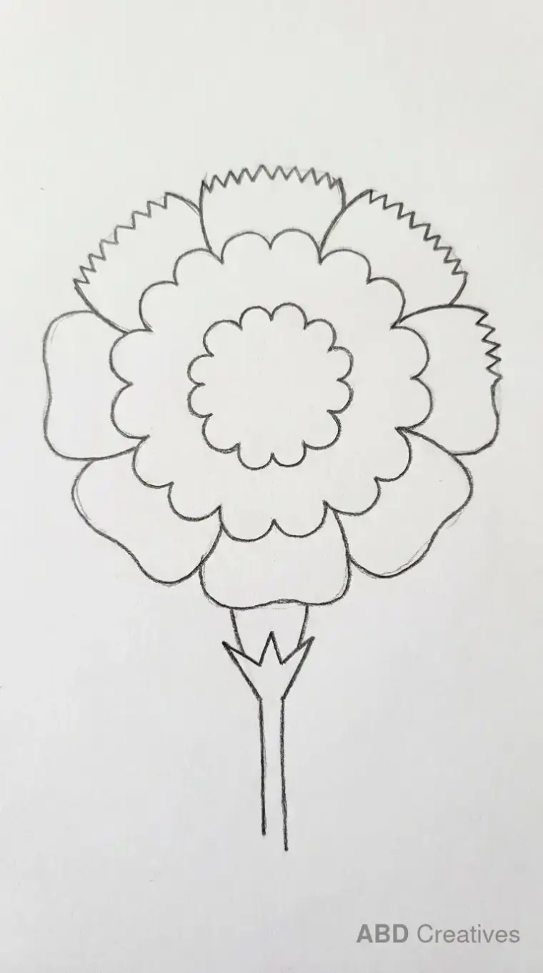 Single Carnation Bloom in Full View