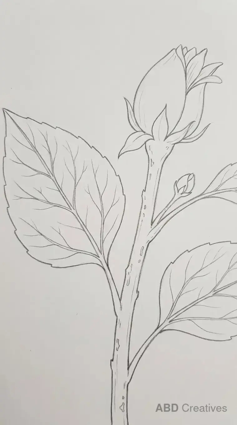 Sunflower Bud with Large Leaves