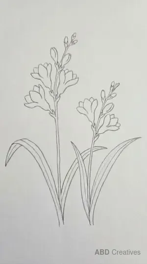 Two Freesia Stems Side by Side