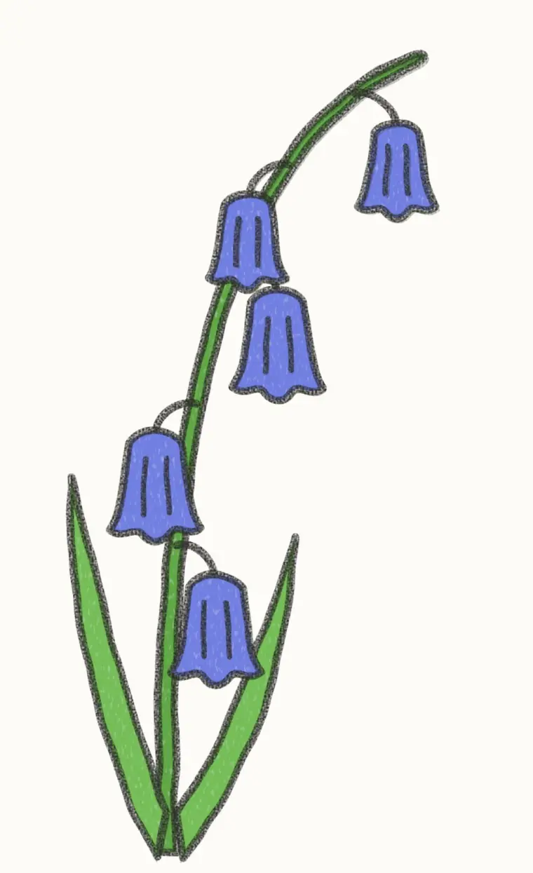 How to Draw a Cartoon Bluebell, step 7 of 7: color your bluebell, pencil drawing