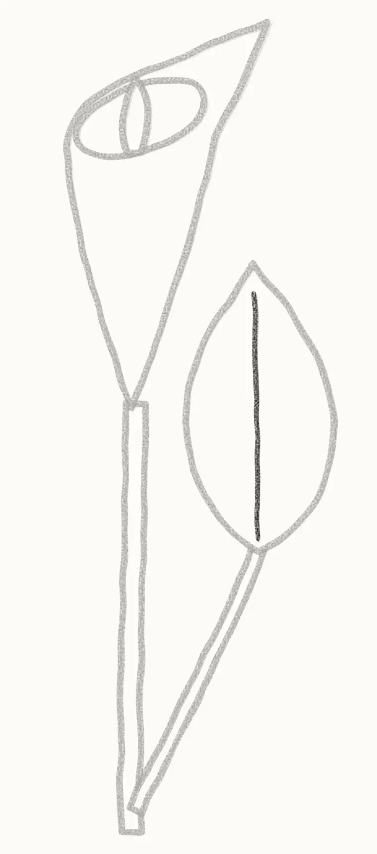 How to Draw a Cartoon Calla Lily, step 6: add the leaf line