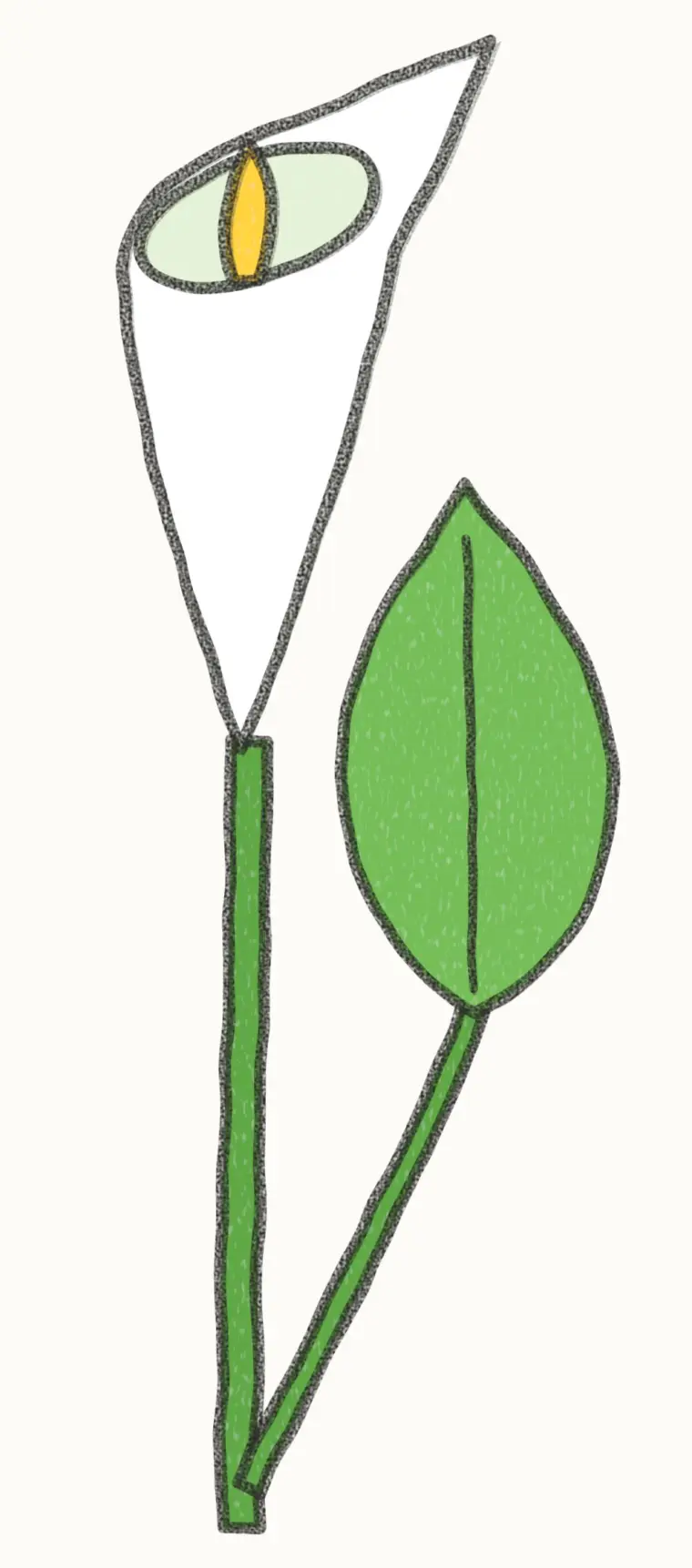 How to Draw a Cartoon Calla Lily, step 7 of 7: color your calla lily, pencil drawing