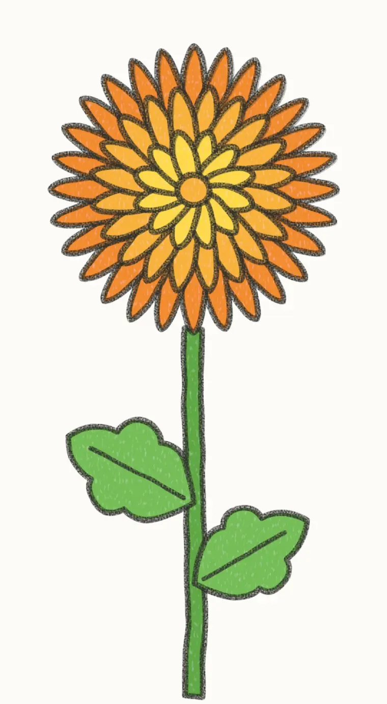 How to Draw a Cartoon Chrysanthemum, step 7 of 7: color your chrysanthemum, pencil drawing
