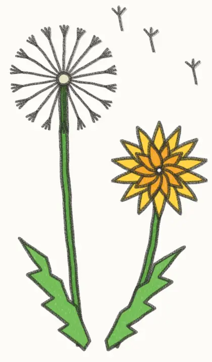 Finished cartoon dandelion drawing, coloured