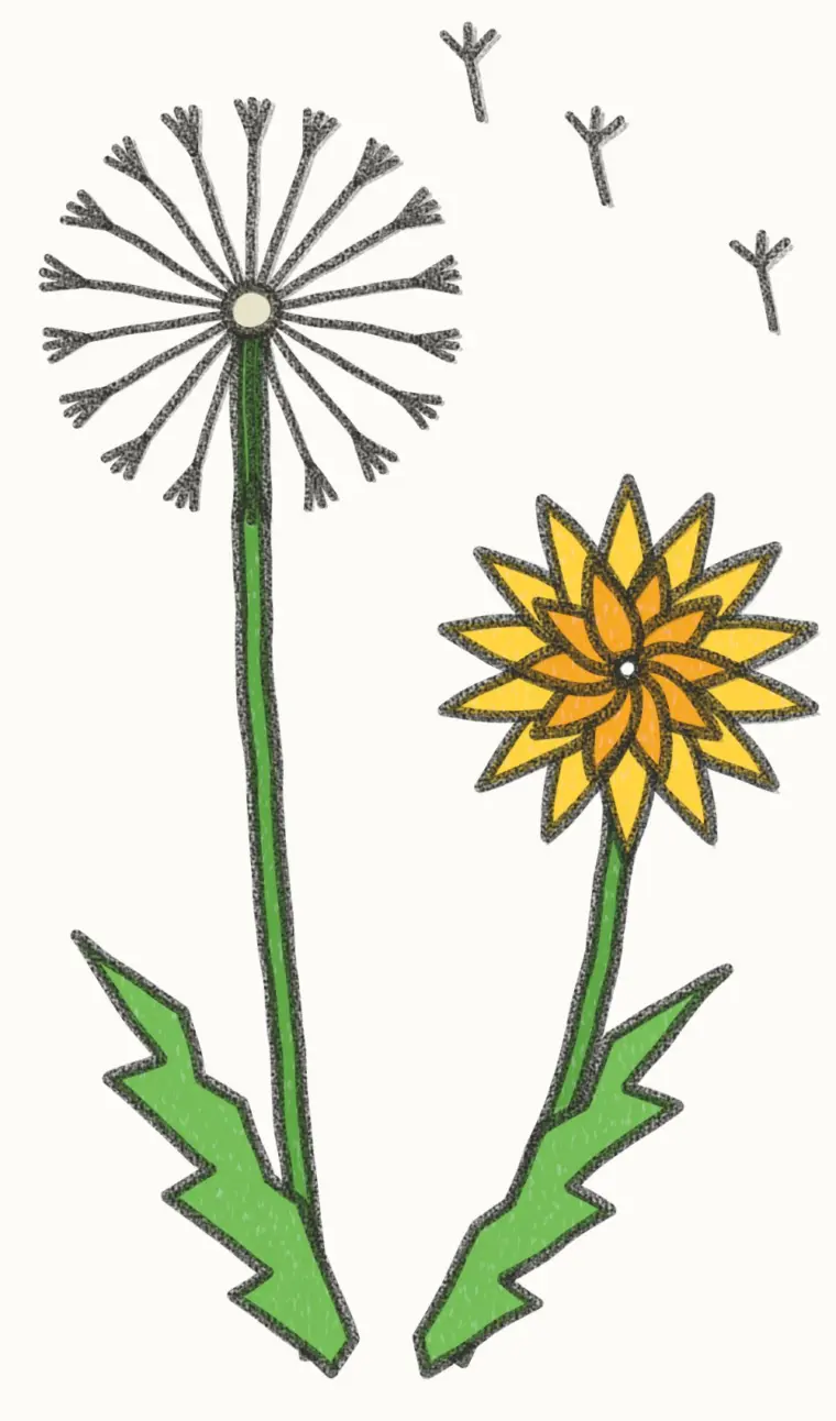 How to Draw a Cartoon Dandelion, step 7 of 7: color your dandelion, pencil drawing