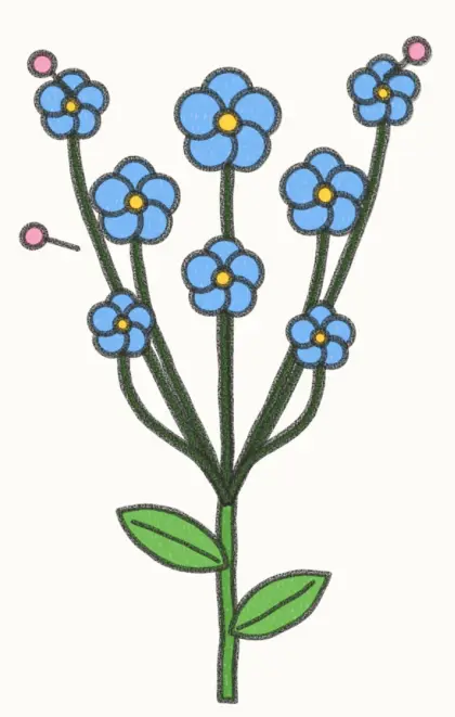 Finished cartoon forget me not drawing, coloured