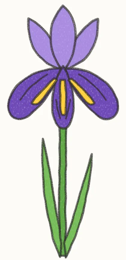 Finished cartoon iris drawing, coloured