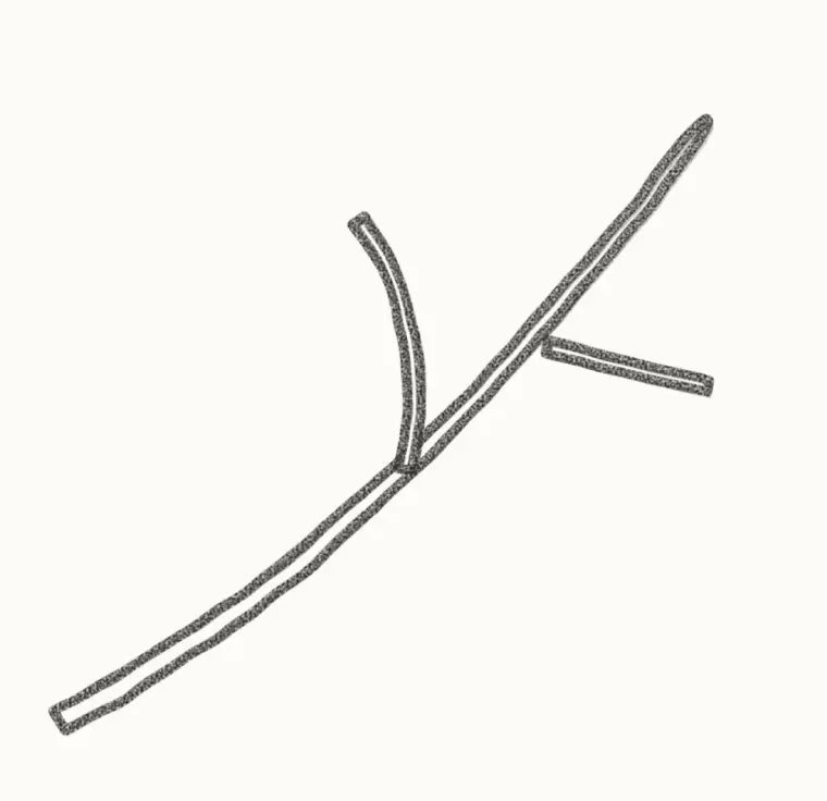 How to Draw a Cartoon Jasmine, step 1: draw the branch