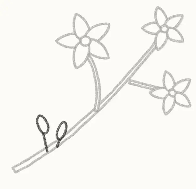 How to Draw a Cartoon Jasmine, step 4: draw the buds