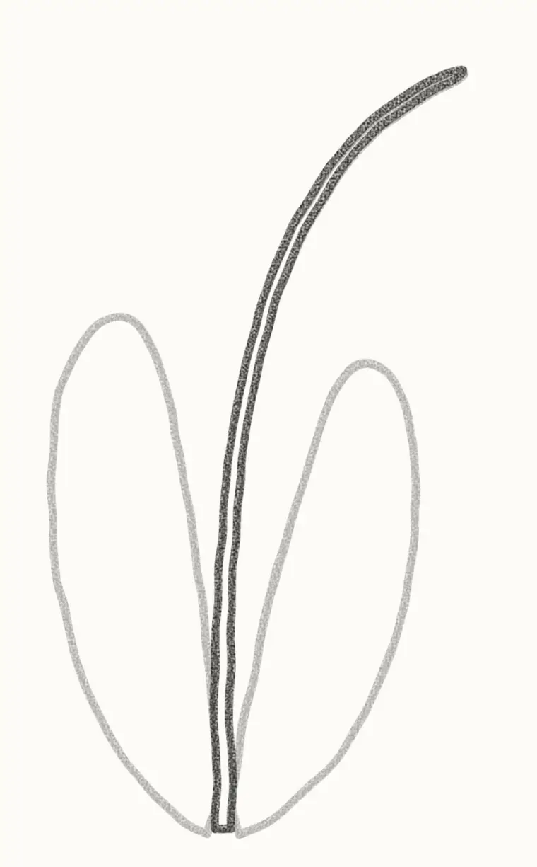 How to Draw a Cartoon Lily of the Valley, step 2: draw the curved stem