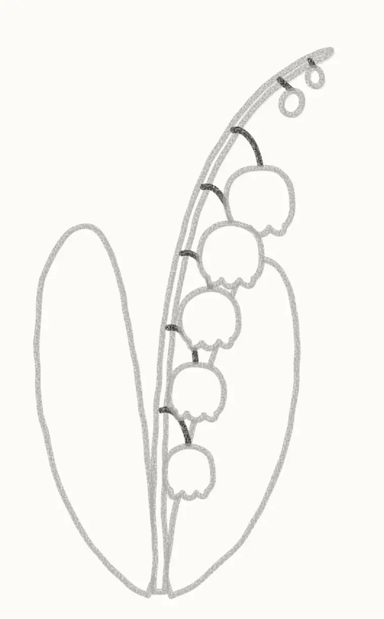 How to Draw a Cartoon Lily of the Valley, step 5: join them to the stem