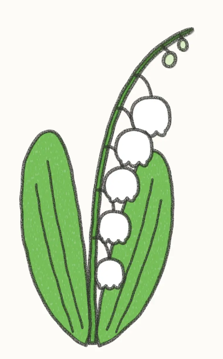 How to Draw a Cartoon Lily of the Valley, step 7 of 7: color your lily of the valley, pencil drawing