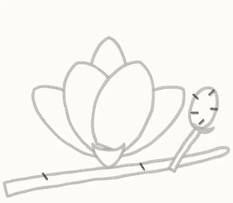 How to Draw a Cartoon Magnolia, step 6: add the fuzzy lines