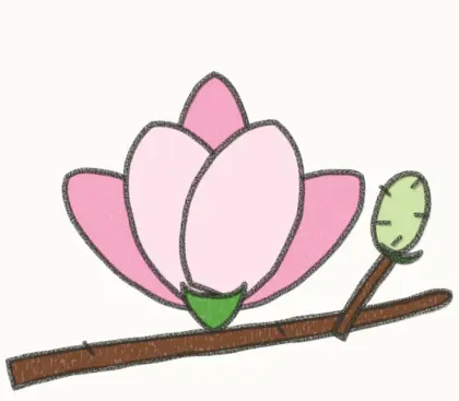 Finished cartoon magnolia drawing, coloured