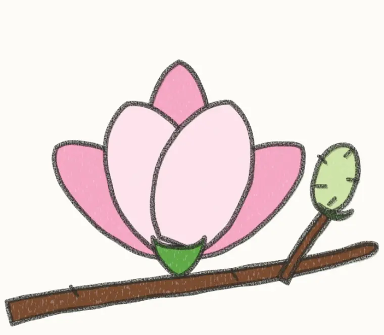 How to Draw a Cartoon Magnolia, step 7 of 7: color your magnolia, pencil drawing