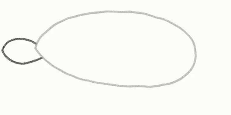 How to Draw a Cartoon Manatee, step 2: add the round tail