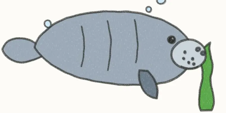 How to Draw a Cartoon Manatee, step 7 of 7: color your manatee, pencil drawing