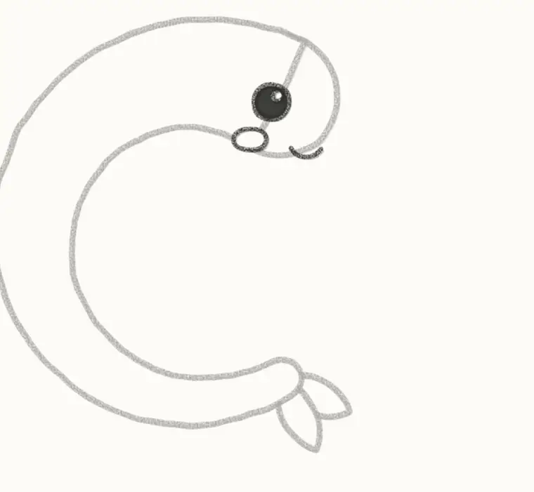 How to Draw a Cartoon Shrimp, step 3: draw the face