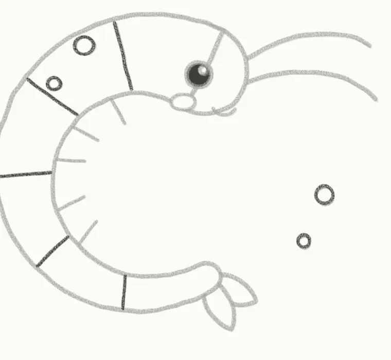 How to Draw a Cartoon Shrimp, step 6: add the body lines and bubbles
